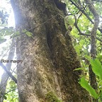 Nuxia verticillata Bois maigre Loganiacea e Endémique La Réunion, Maurice 483.jpeg